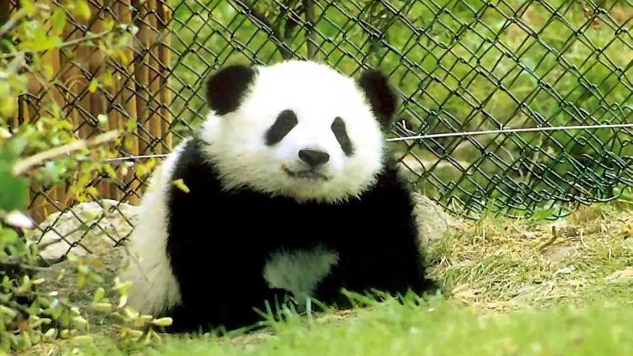 佛坪大坪峪大熊貓生態(tài)旅游景區(qū) 佛坪大坪峪大熊貓生態(tài)旅游景區(qū).jpg