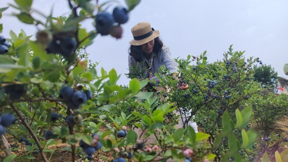 安徽：郎溪縣2024藍(lán)莓文化旅游節(jié)正式開幕，加快推進(jìn)農(nóng)村一、二、三產(chǎn)業(yè)融合發(fā)展！